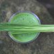 Unlocking the Potential of Chlorophyll