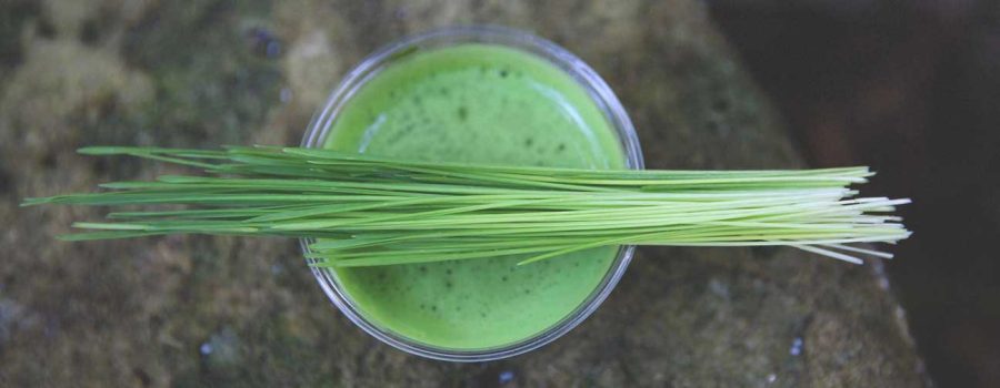 Unlocking the Potential of Chlorophyll