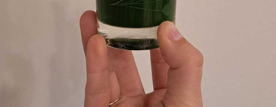wheatgrass juice
