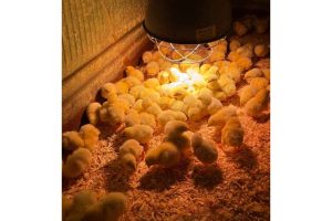 Spring is blooming & baby chicks are chirping!