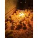 🌱 May on the Farm – It’s Go Time! 🐥