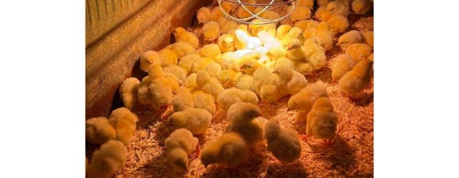 Spring is blooming & baby chicks are chirping!