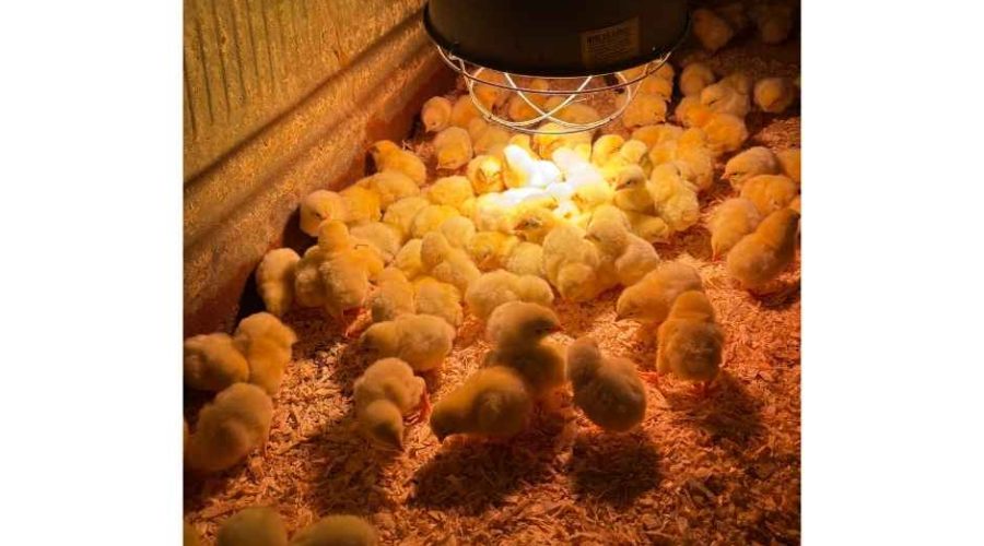 🌱 May on the Farm – It’s Go Time! 🐥