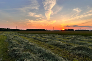 Summer Solstice