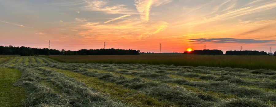 Summer Solstice
