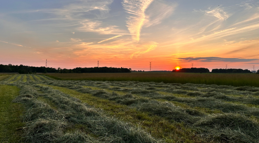 KC Acres Family Farm – July Newsletter 🌱🐓