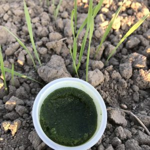 wheatgrass juice