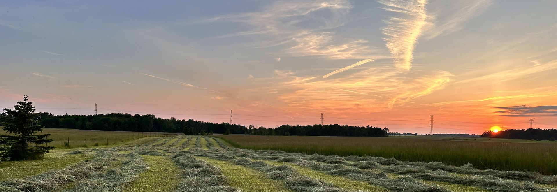 wheatgrass field and sunset
