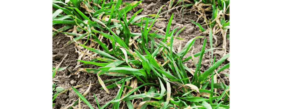 🌱 Signs of Spring on the Farm🌱