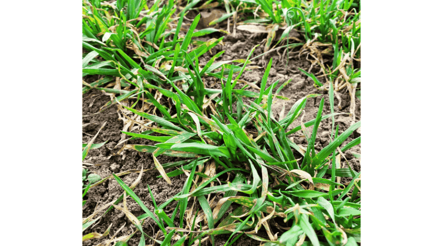 🌱 Signs of Spring on the Farm🌱