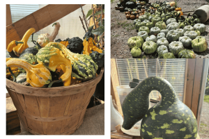 🍂 September on the Farm